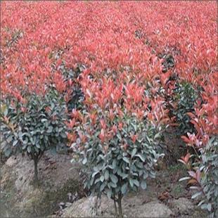 苗木花卉與農副產品的市場前景——以雪松、廣玉蘭、香樟及蔬菜為例