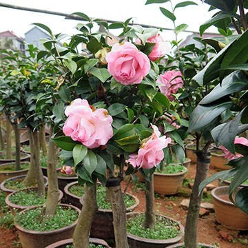 茶花盆栽與油茶嫁接 專業服務，全國承接