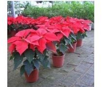 萬年紅花卉企業黃頁 跨界發展，探索蔬菜產業新機遇